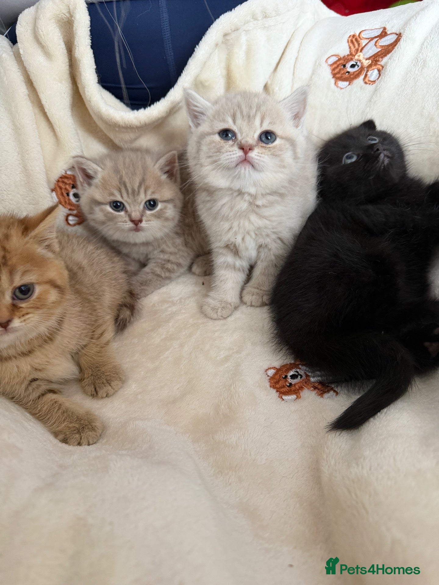 Scottish Fold cats Exceptional litter of Scottish fold/ straight😍😍 - Advert 2