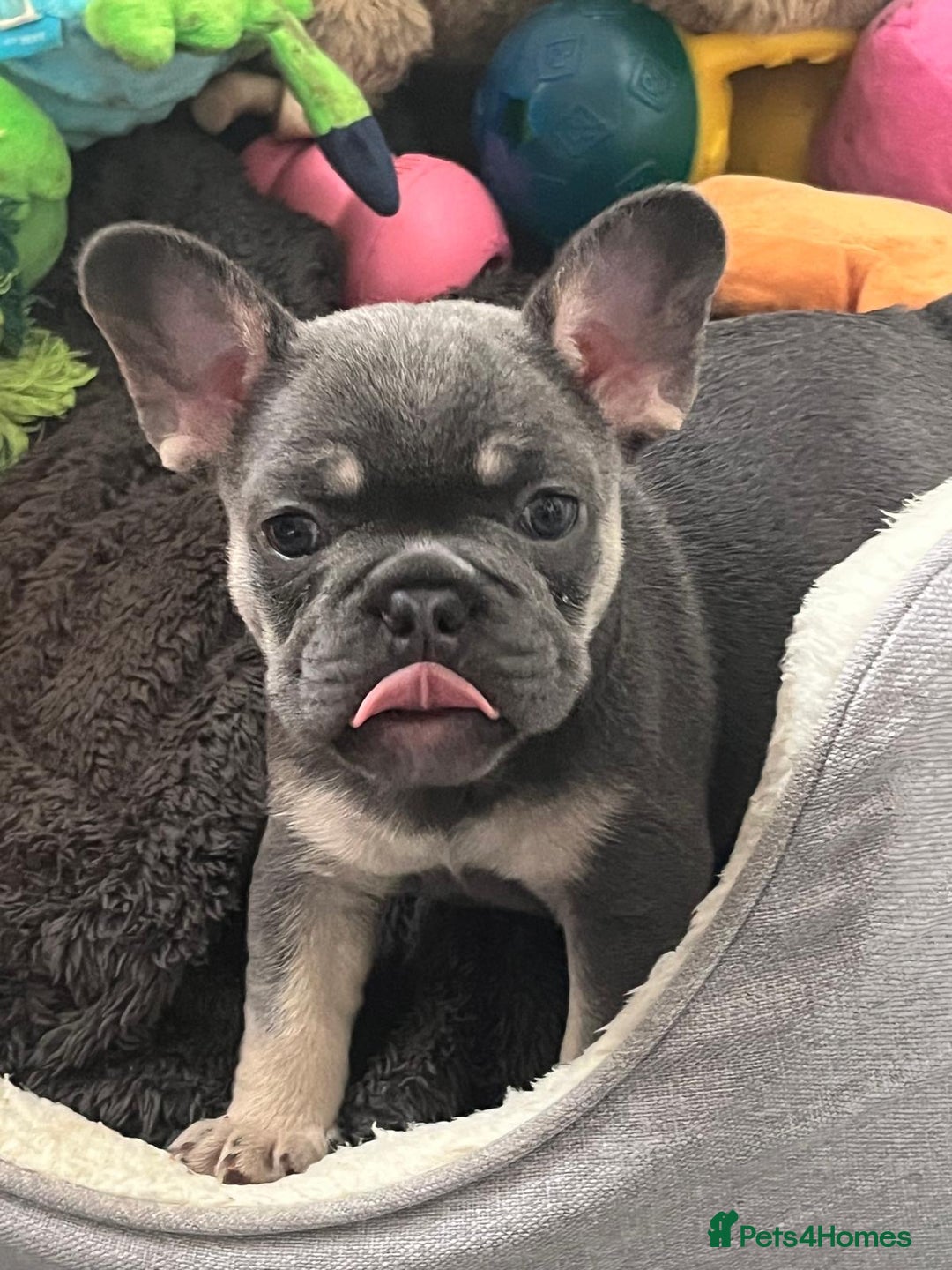 French Bulldog dogs for sale: London’s French Bulldog Puppies 🏴󠁧󠁢󠁥󠁮󠁧󠁿 - Advert 22