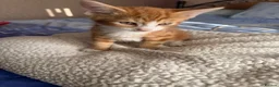 Mixed Breed cats for sale: 3 kittens for sale - Advert 7