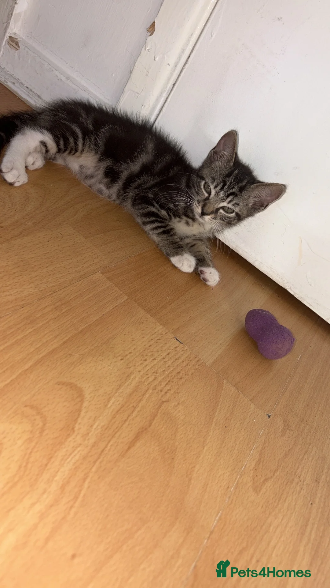 Mixed Breed cats for sale: Nala is a 11 week old kitten  in Taunton - Advert 2