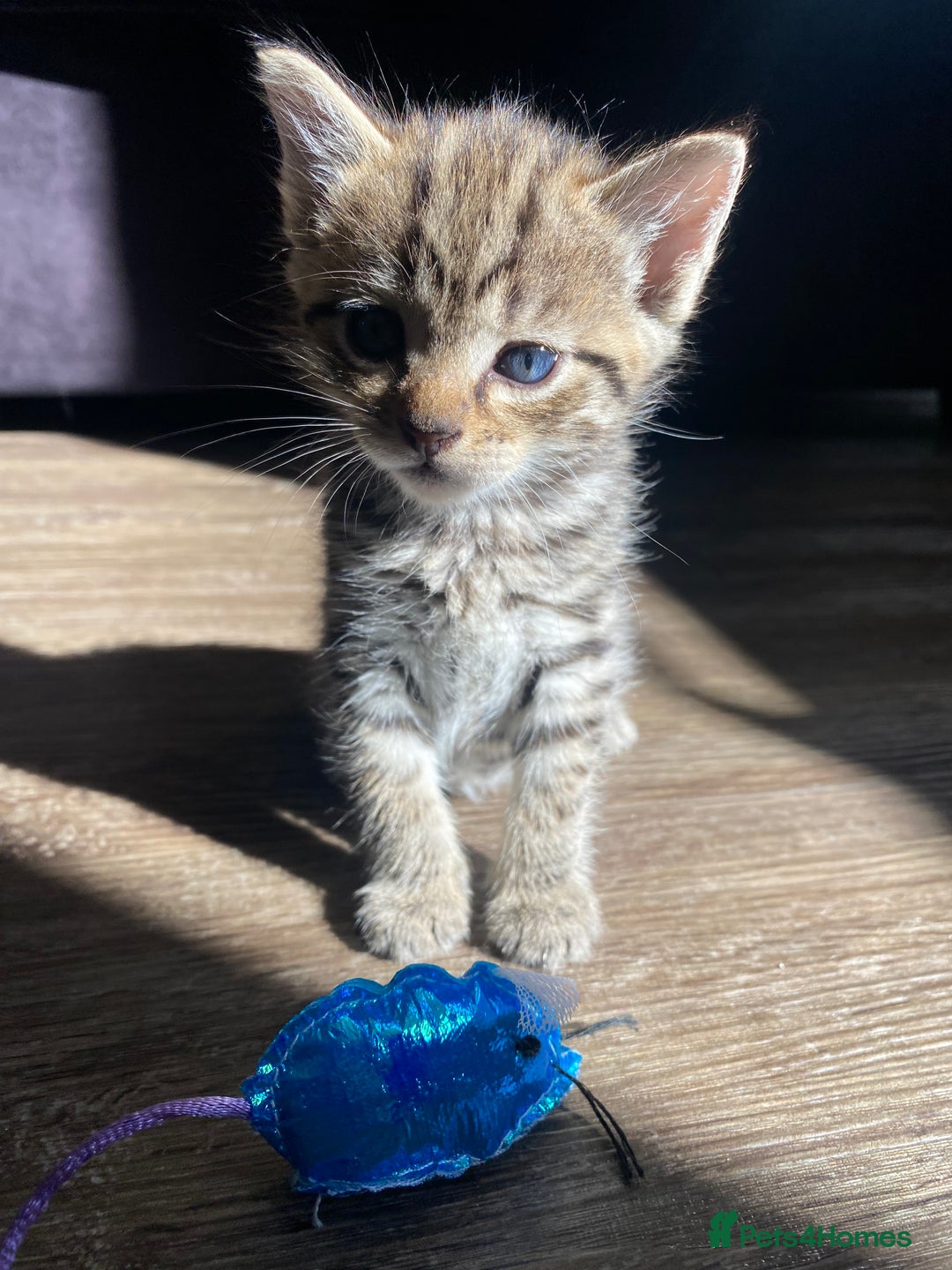 Bengal cats for sale: Mixed Stunning Bengals  - Image 18