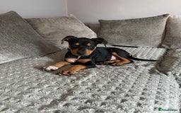 Mixed Breed dogs for sale: Staffy cross Rottweiler  - Image 1