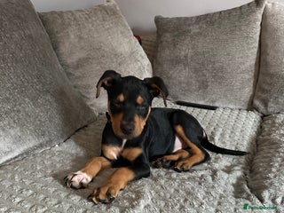 Mixed Breed dogs - Advert 14