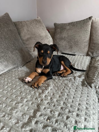 Mixed Breed dogs - Advert 3