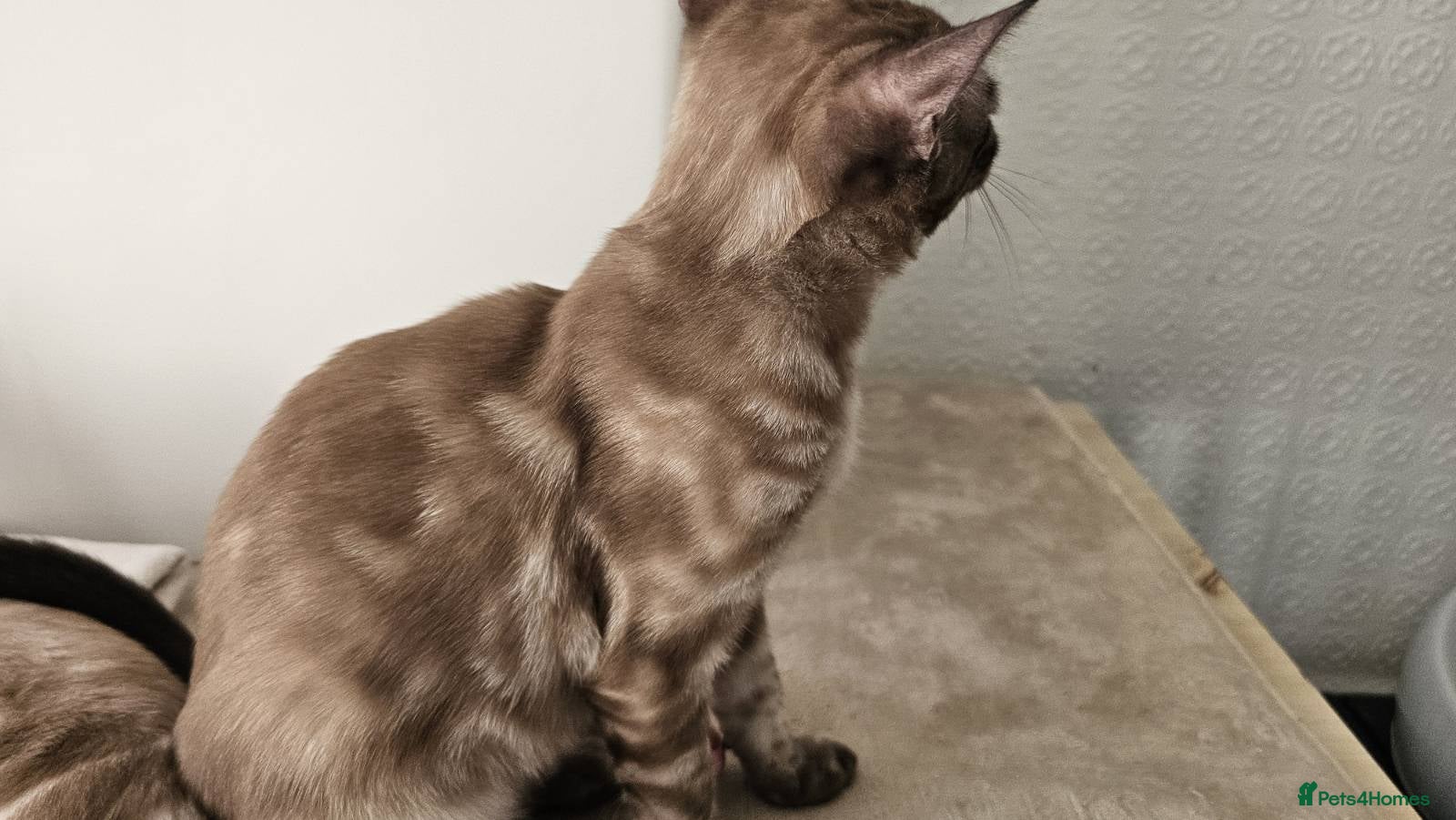 Bengal cats BENGAL 😺 furry Kittens – Ready For your Homes!💖 - Advert 14