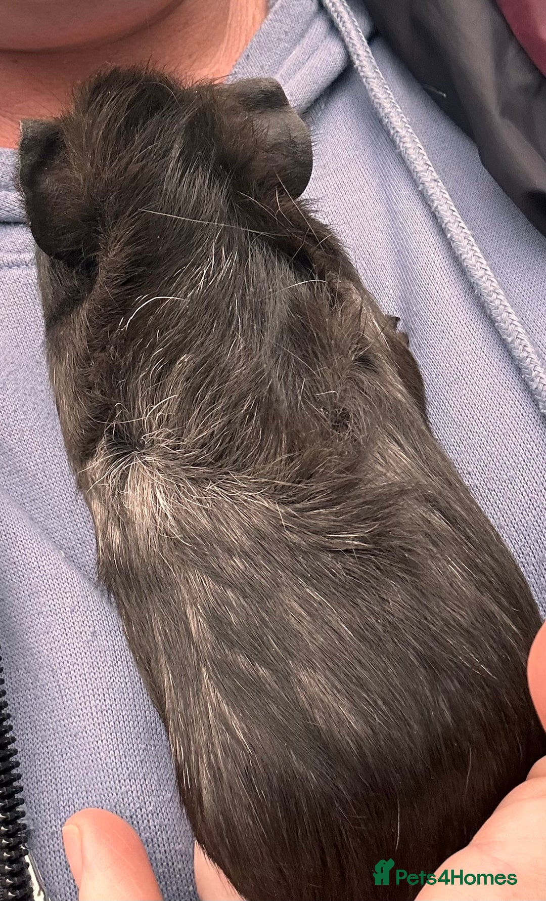 Guinea Pig rodents for sale: 2 baby boy guinea pigs available - Advert 5