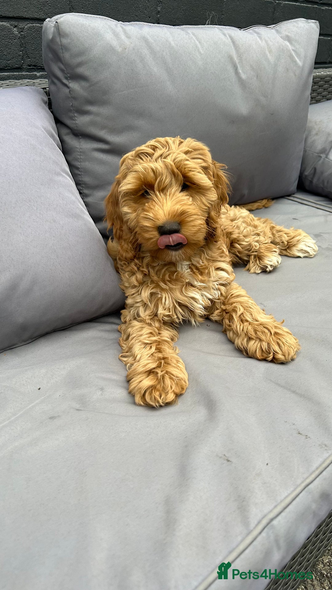 Cockapoo dogs for sale: Cockapoo  - Image 2