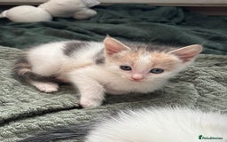 Mixed Breed cats for sale: 5 Adorable Fluffy White Playful Kittens  - Image 12