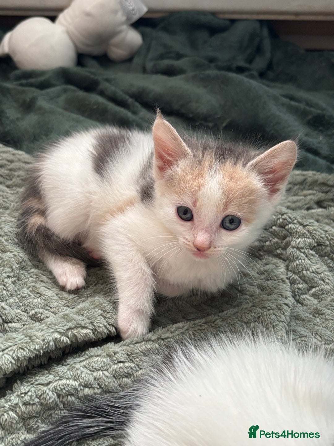 Mixed Breed cats for sale: 5 Adorable Fluffy White Playful Kittens  - Image 12