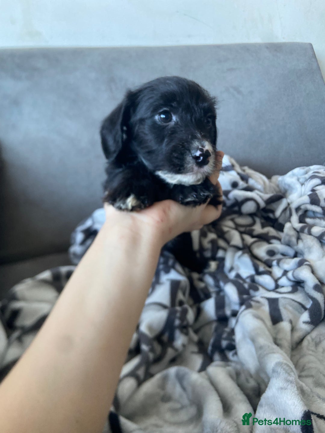 Patterjack dogs for sale: Patterjacks  - Advert 7