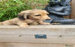 Dachshund dogs for sale: Cream boy and girl Miniature dachshund - Image 16