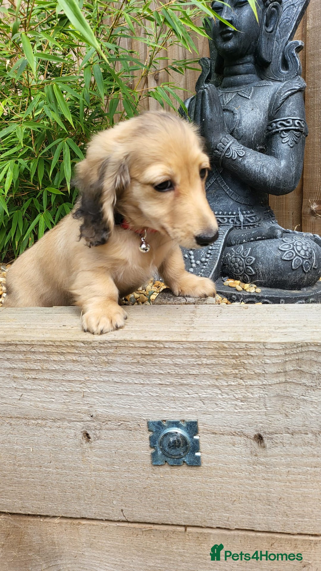Dachshund dogs for sale: Cream boy and girl Miniature dachshund - Image 16
