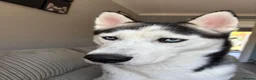 Siberian Husky dogs for sale: Buzz..... - Advert 3
