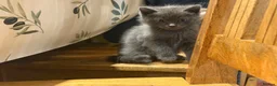 Birman cats for sale: Gorgeous Birman MixKittens Beautiful Personalities - Advert 9