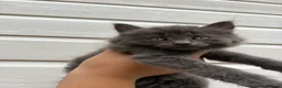 Mixed Breed cats for sale: Beautiful kittens - Advert 7