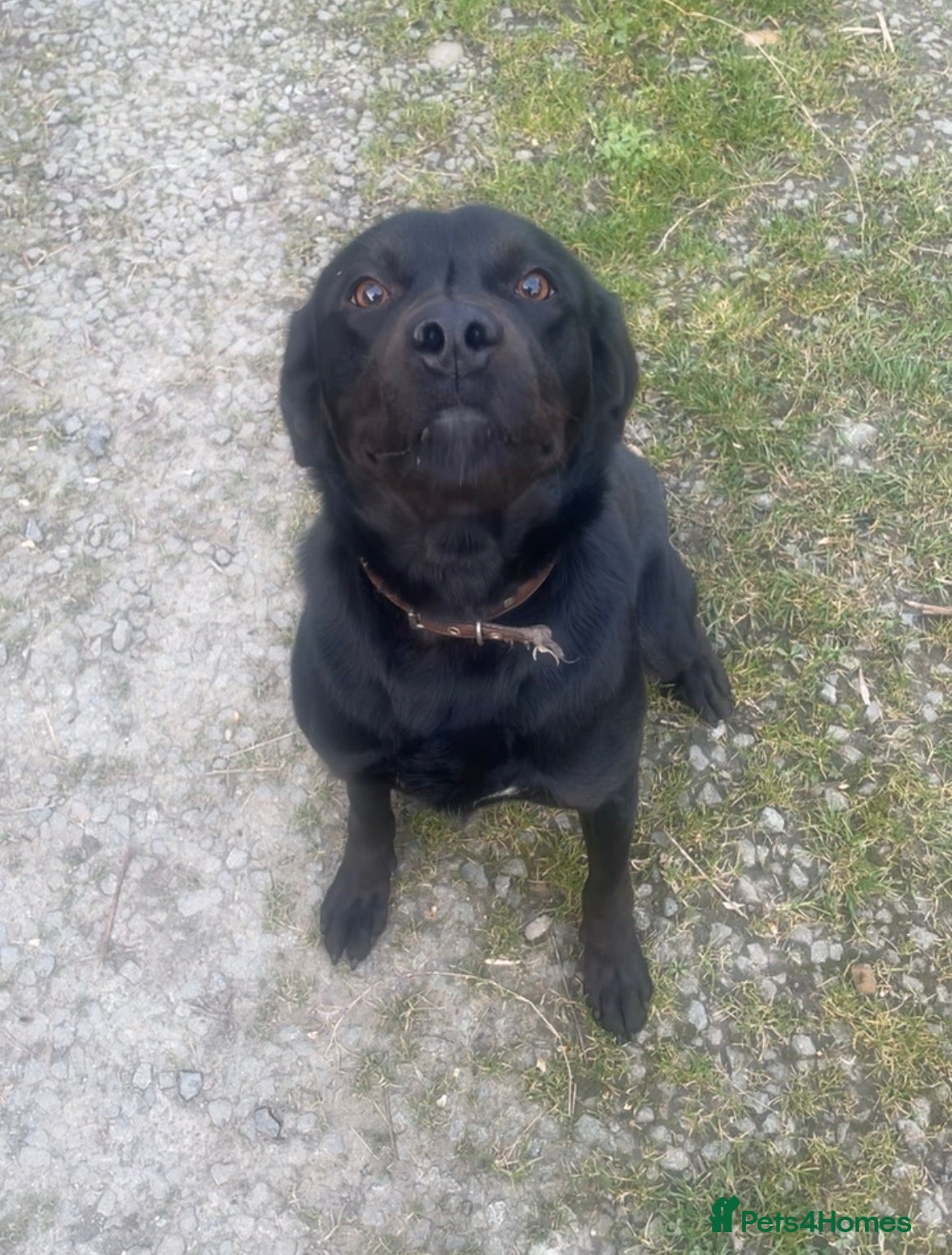 Mixed Breed dogs Fun loving boy  - Advert 8