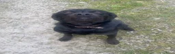 Mixed Breed dogs for sale: Fun loving boy  - Advert 1