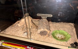 Snake reptiles for sale: Hognose snake - Advert 3