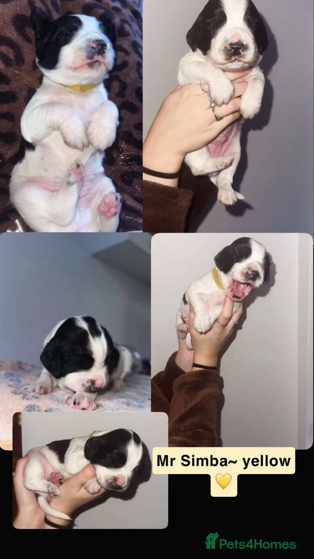 Cocker Spaniel dogs for sale: Beautiful litter of working cocker spaniels  - Advert 13