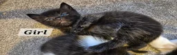 Ragdoll cats for sale: RAGDOLL X KITTENS 2 GIRLS 2 BOYS  - Advert 7