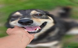 Mixed Breed dogs for adoption: 💖🐶 MARGOSHA 🐶💖 - Image 5