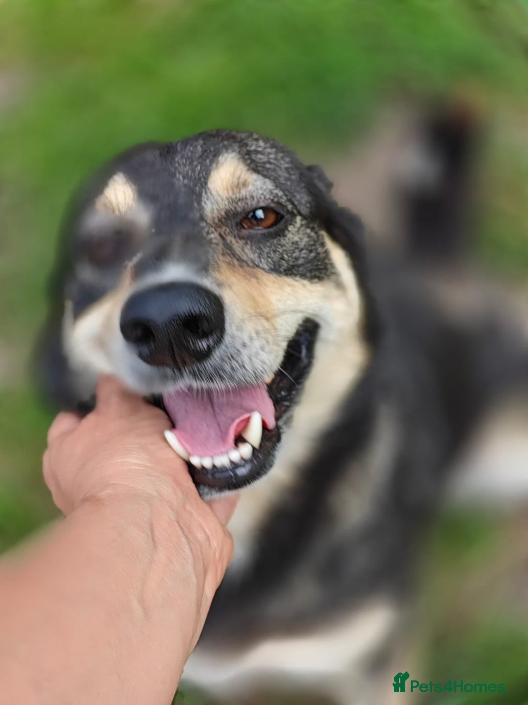 Mixed Breed dogs for adoption: 💖🐶 MARGOSHA 🐶💖 - Image 5