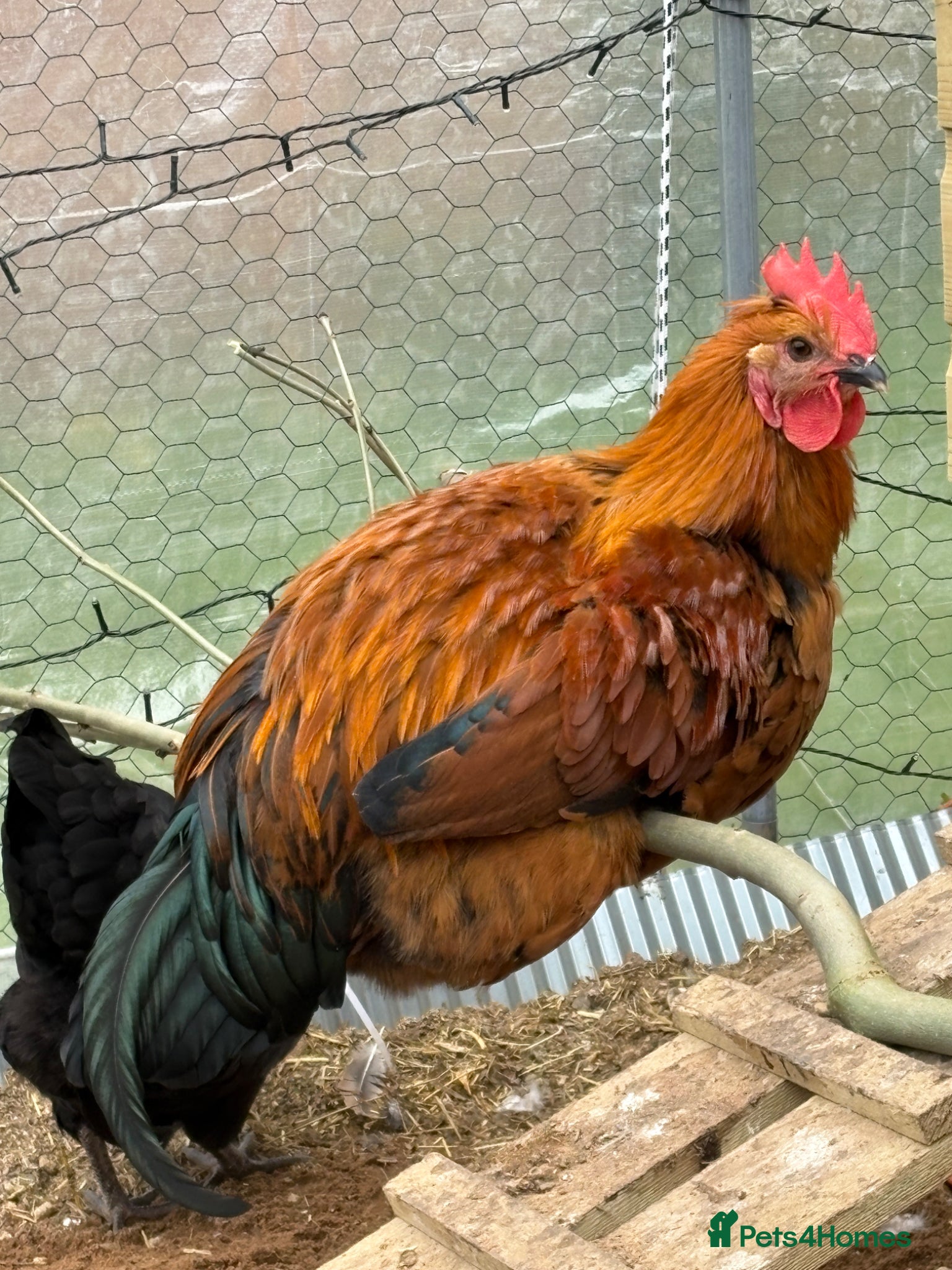 Chickens poultry friendly rooster  - Advert 1