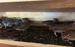 Quail poultry for sale: Quail for sale jumbo size & standard  - Image 2