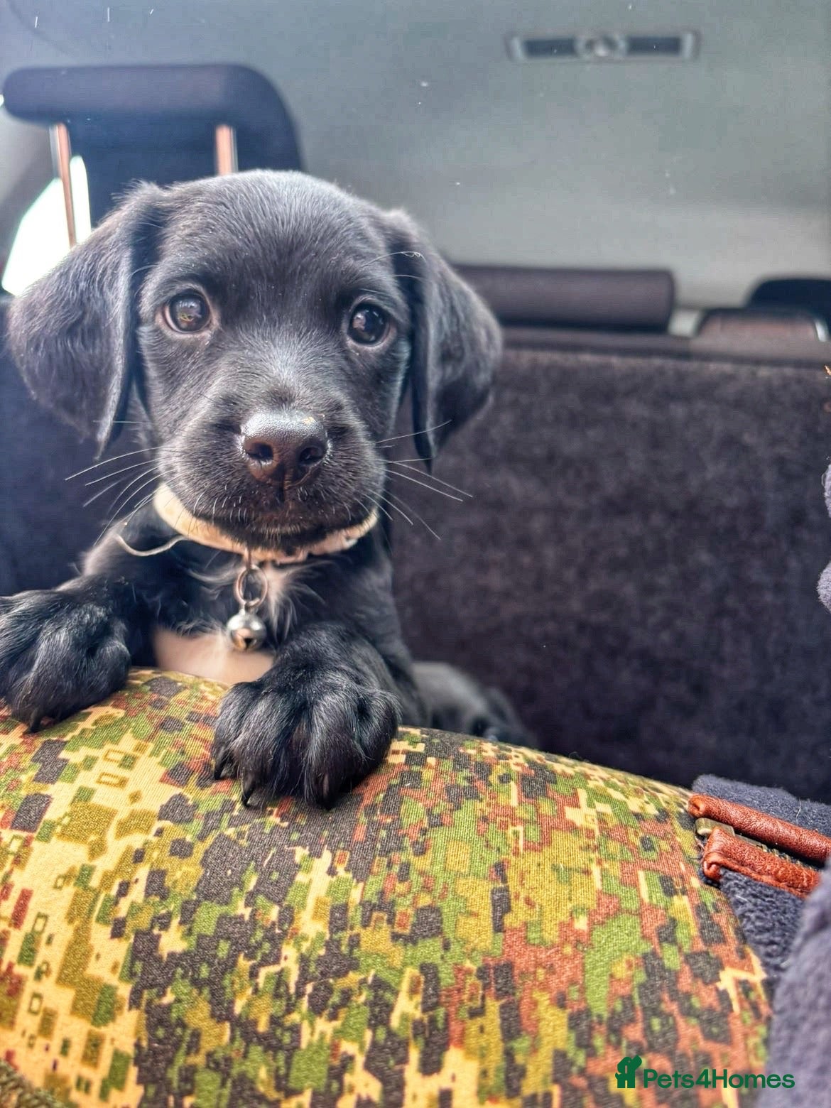 Springador dogs Beautiful Springador Puppies 🐾 - Advert 1
