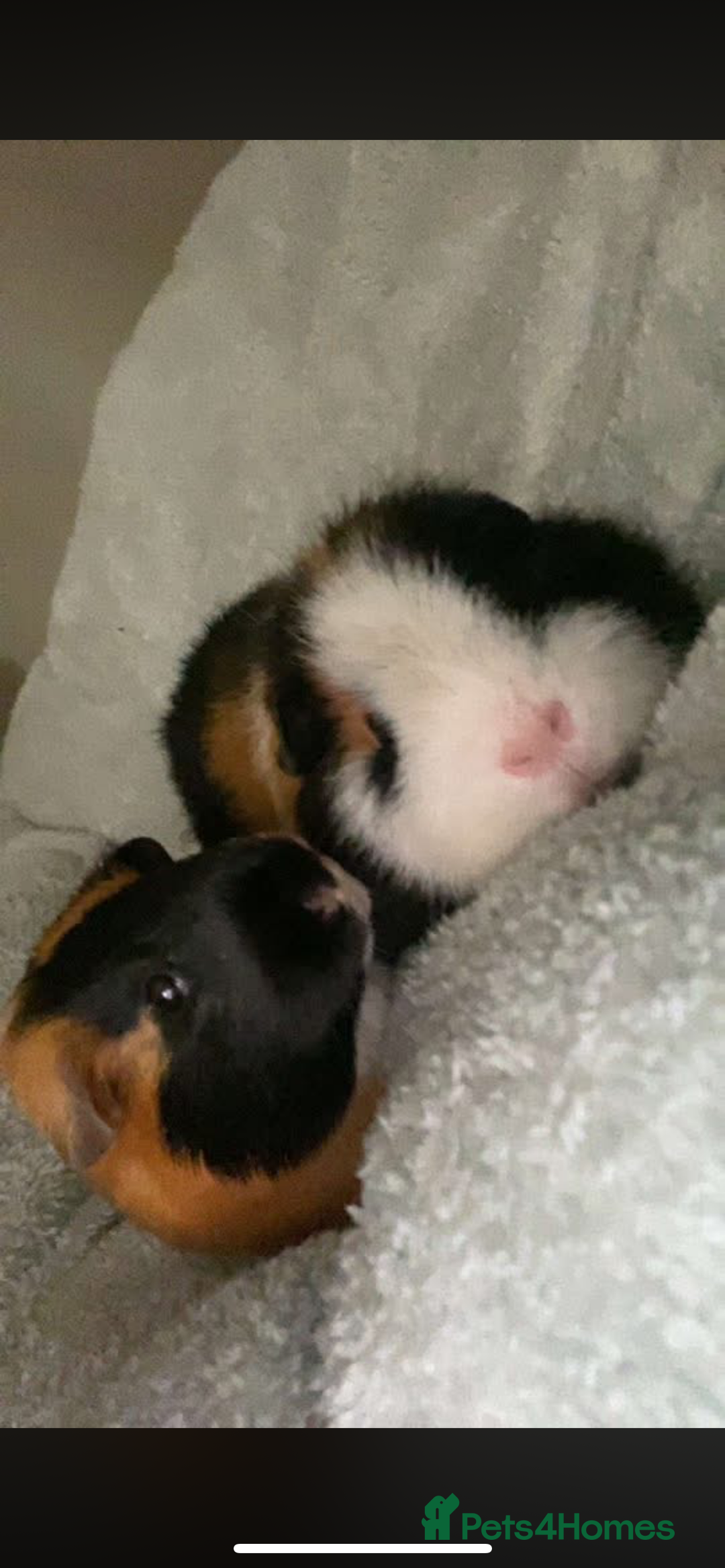 Guinea Pig rodents for sale: 2 male guinea pigs (brothers)  - Advert 10