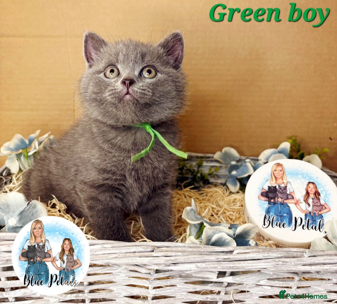 British Shorthair cats for sale: 4 beautiful British short hairs available  - Advert 14
