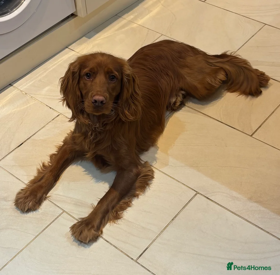 Cocker Spaniel dogs for sale: Teddy in Castleford - Advert 2