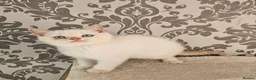 British Shorthair cats for sale: Blue eyes Flame Point British Shorthair kitten in Oldbury - Advert 6