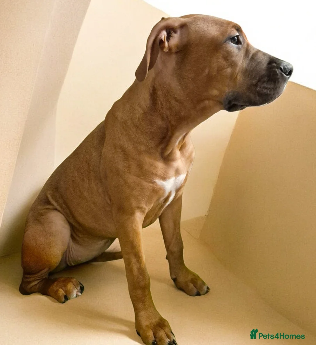 Mixed Breed dogs for sale: Bullmastiff Cross Puppies  - Advert 10