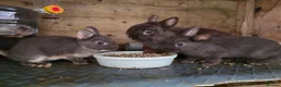 Rex rabbits for sale: Mini Rex and DwarfxRex - Advert 17