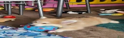 Pomsky dogs for sale: Stunning Pomsky Puppies  in Worthing - Advert 11