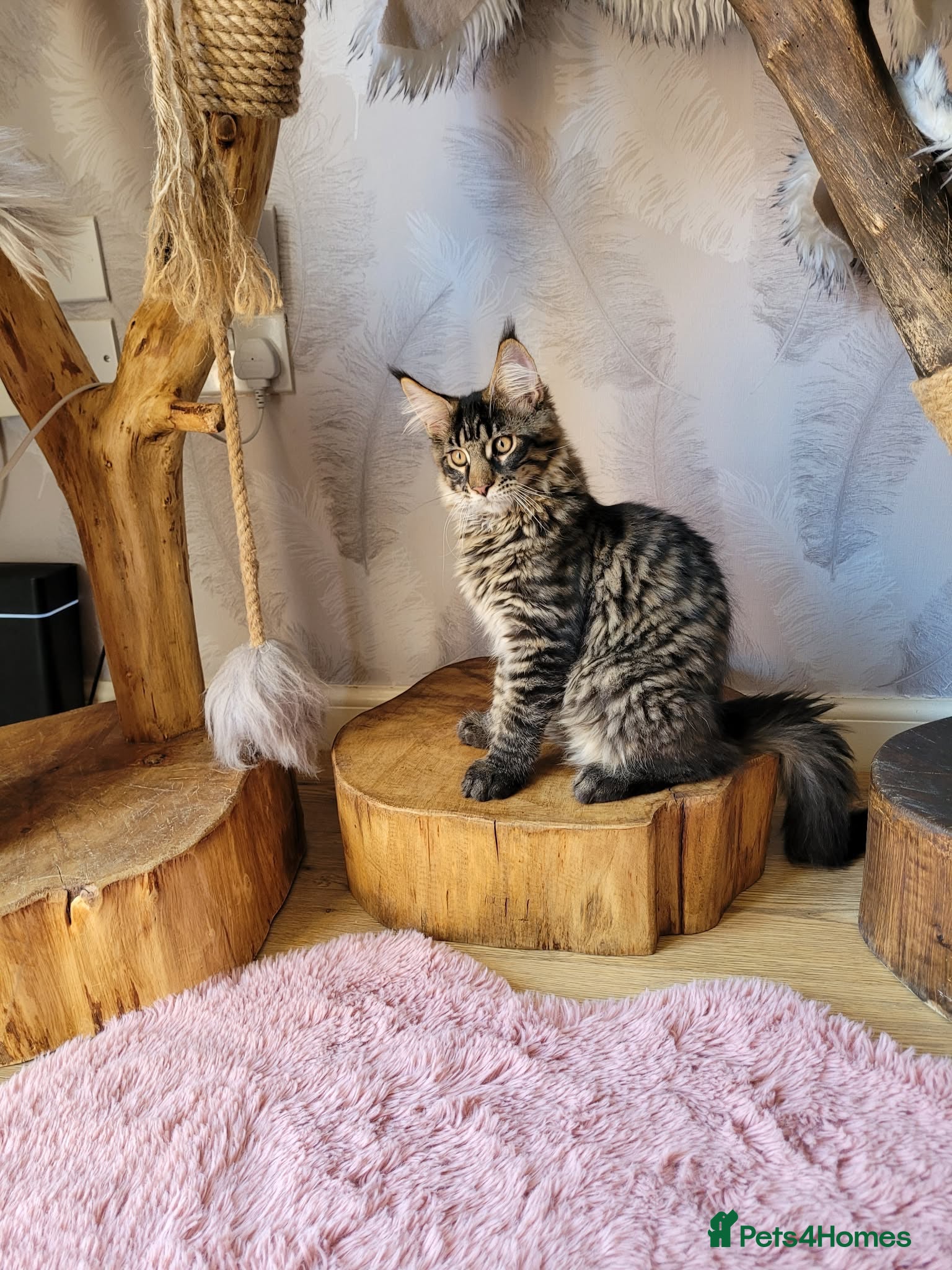 Maine Coon cats TICA registered Maine Coon kittens - Advert 1