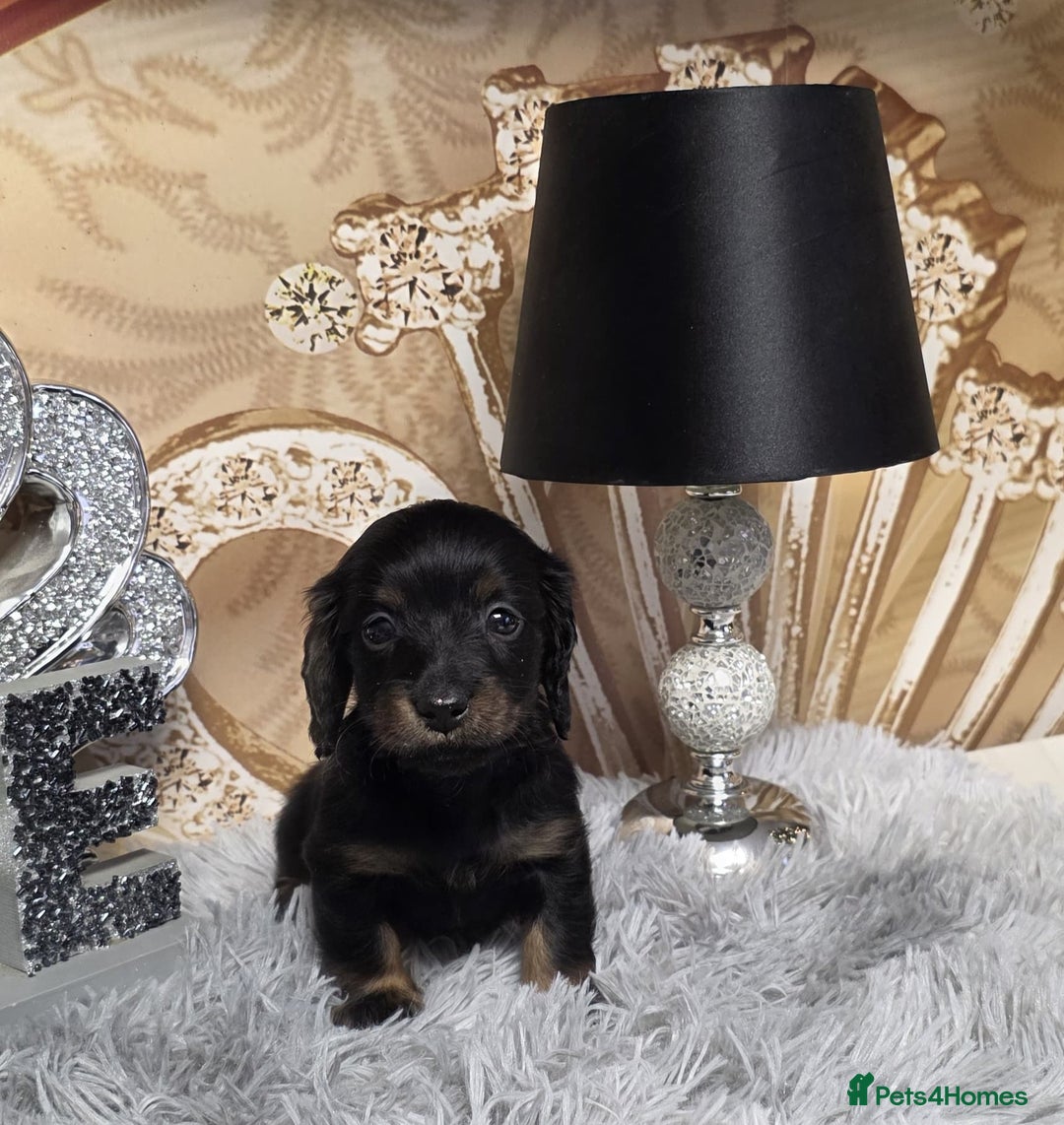 Miniature Dachshund dogs for sale: Adorable KC long coat boys available  - Advert 32