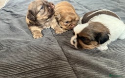 Shih Tzu dogs for sale: Absolutely beautiful shih tzu puppies - Image 14