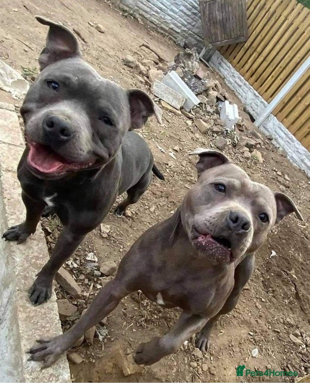 Staffordshire Bull Terrier dogs for stud: PROVEN STUD! KC STAFFORDSHIRE BULL TERRIER  in Bradford - Advert 2