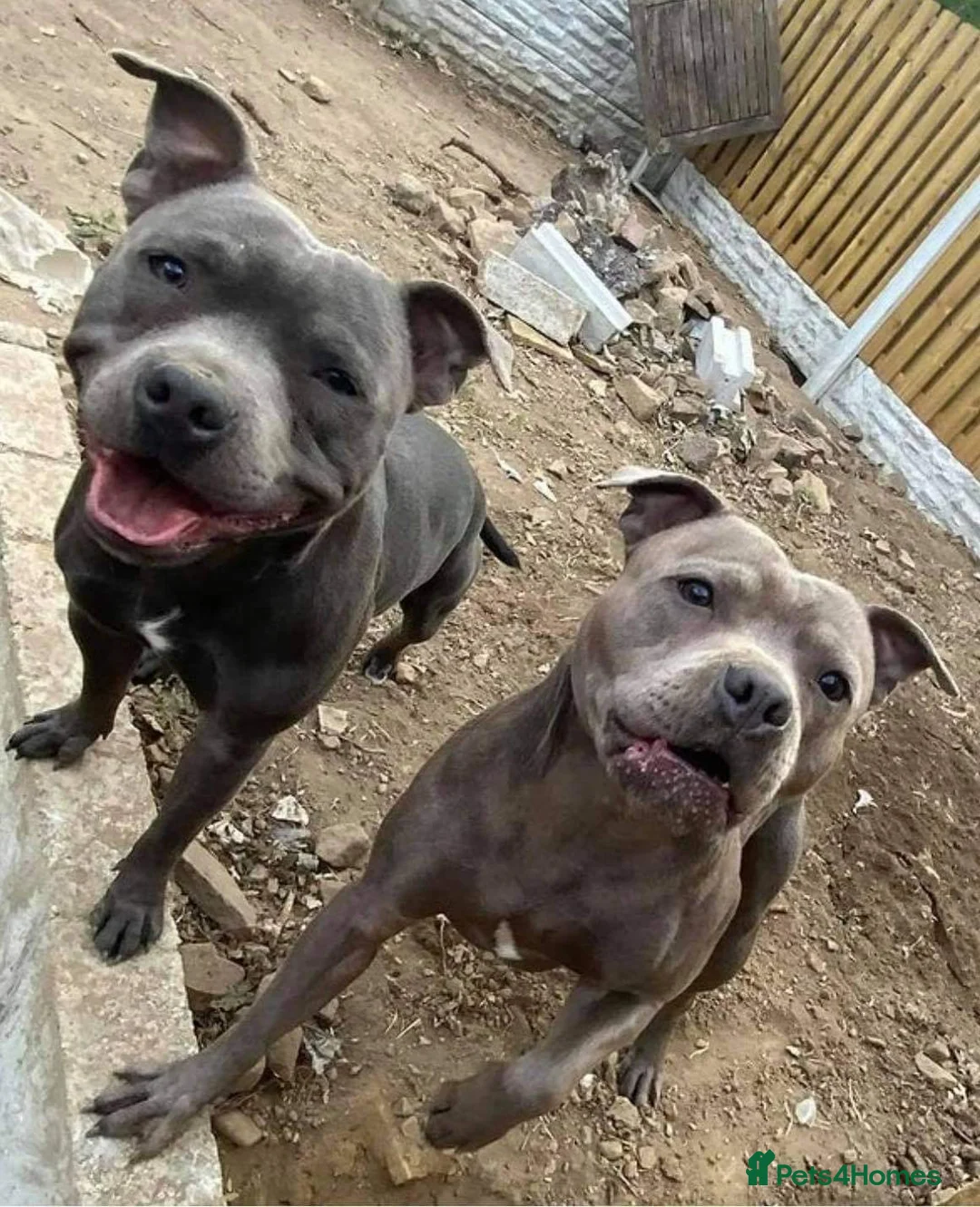 Staffordshire Bull Terrier dogs for stud: PROVEN STUD! KC STAFFORDSHIRE BULL TERRIER  in Bradford - Advert 2