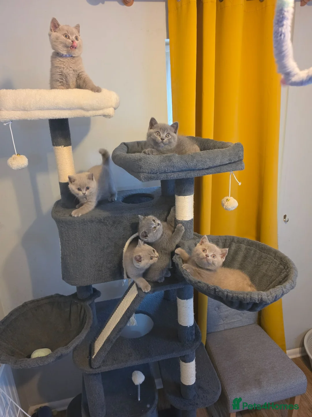 British Shorthair cats for sale: GCCF British Shorthair kittens in Southampton - Advert 1