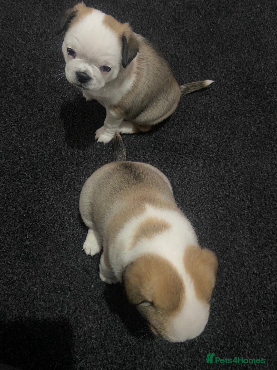 Chug dogs for sale: Stunning boy and girl Chug ready on February 7th - Advert 12