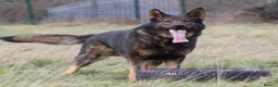 German Shepherd dogs for sale: KC REG GERMAN SHEPHERD PUPPIES FOR SALE  - Advert 3