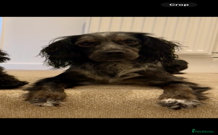 Cocker Spaniel dogs - Advert 1