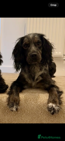 Cocker Spaniel dogs - Advert 1