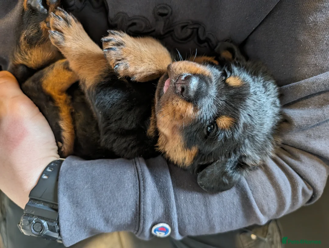 Rottweiler dogs for stud: Proven big boy ready for stud - Advert 9