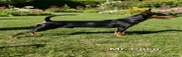 Miniature Pinscher dogs for sale: Beautiful Miniature Pinscher Puppies–4 Girls&1 boy - Advert 2