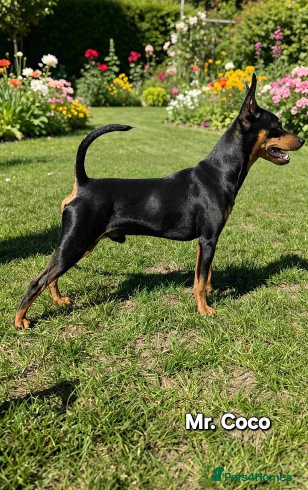 Miniature Pinscher dogs for sale: Beautiful Miniature Pinscher Puppies–4 Girls&1 boy - Advert 2