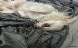 Chihuahua dogs for sale: Puppies chihuahuas 1 boy and 2 little princesses  - Image 8